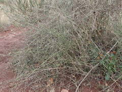 Lepidium graminifolium