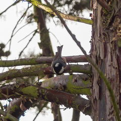 Periparus ater