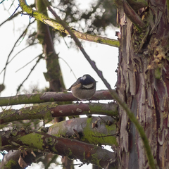 Periparus ater