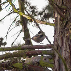 Periparus ater