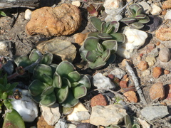 Adromischus caryophyllaceus