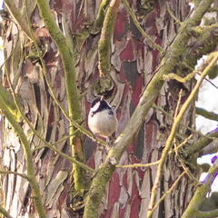 Periparus ater