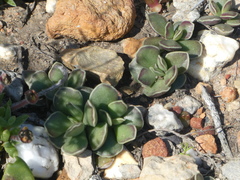 Adromischus caryophyllaceus