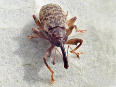 Dorytomus dejeani