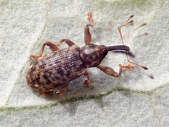 Dorytomus dejeani