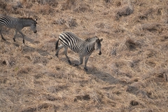 Equus quagga crawshayi