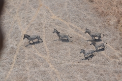 Equus quagga crawshayi