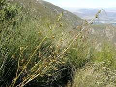 Eulophia tristis