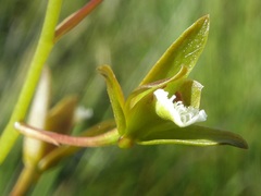 Eulophia tristis