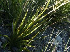 Eulophia tristis