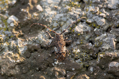 Mesosa nebulosa