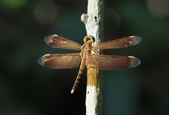 Neurothemis terminata