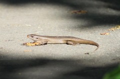 Eutropis multifasciata