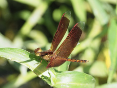 Neurothemis terminata