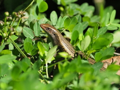 Eutropis multifasciata
