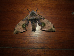 Daphnusa ocellaris