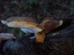 Polyporus mcmurphyi