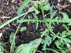 Verbena africana