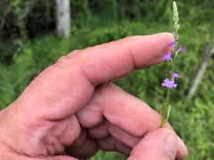 Verbena africana