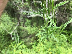 Verbena africana