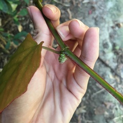 Cissus pteroclada