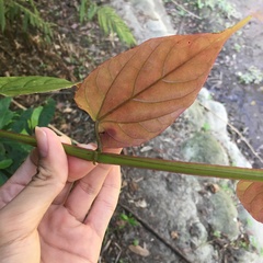 Cissus pteroclada