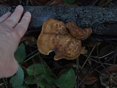 Polyporus mcmurphyi