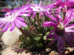 Trichodiadema occidentale