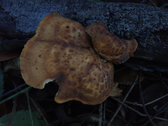 Polyporus mcmurphyi