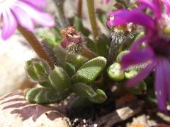 Trichodiadema occidentale