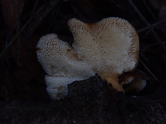 Polyporus mcmurphyi