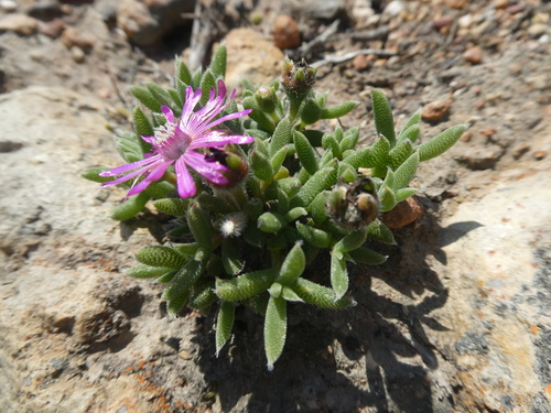 Trichodiadema occidentale L.Bolus