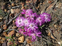 Trichodiadema occidentale