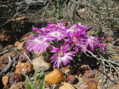 Trichodiadema occidentale