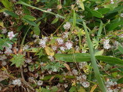 Cuscuta europaea