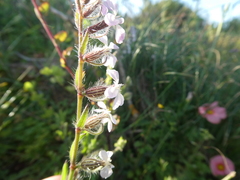 Silene gallica gallica