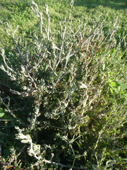 Manochlamys albicans