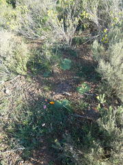 Haemanthus