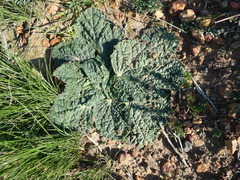 Lichtensteinia latifolia