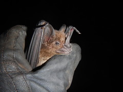 Phyllostomus hastatus