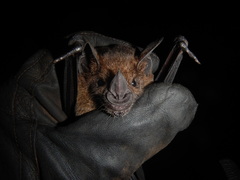 Phyllostomus hastatus