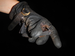 Phyllostomus hastatus