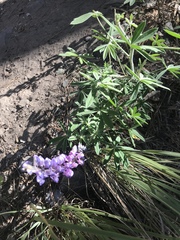 Lupinus argenteus palmeri
