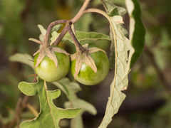 Solanum armourense