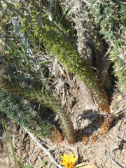 Asparagus mariae