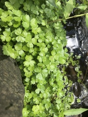 Hydrocotyle tripartita