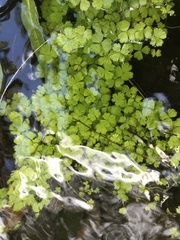 Hydrocotyle tripartita