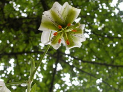 Lilium ledebourii