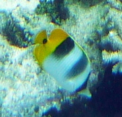 Chaetodon ulietensis