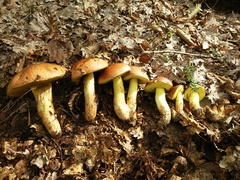 Butyriboletus appendiculatus